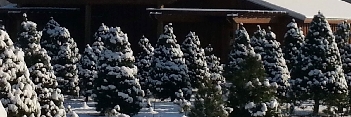 Christmas trees in rows covered in snow